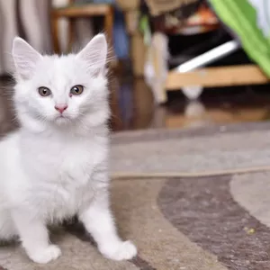 Котенок белый 3 месяца