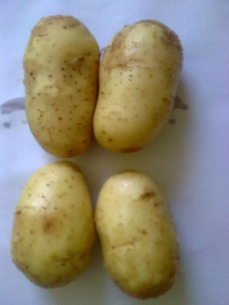 Картофель из Австрии