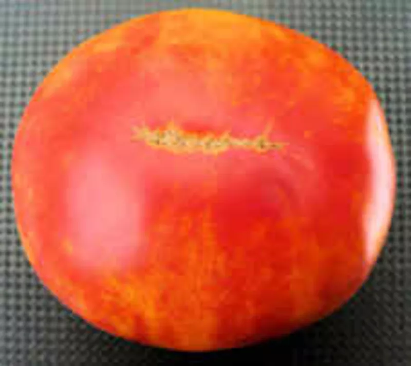 Семена томатов. 330 сортов 3