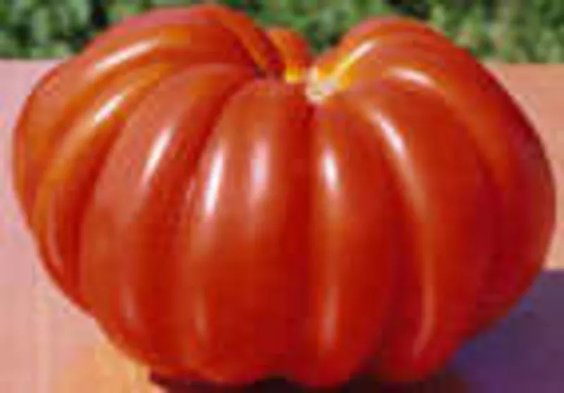 Семена томатов. 330 сортов 4