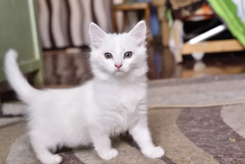Котенок белый 3 месяца